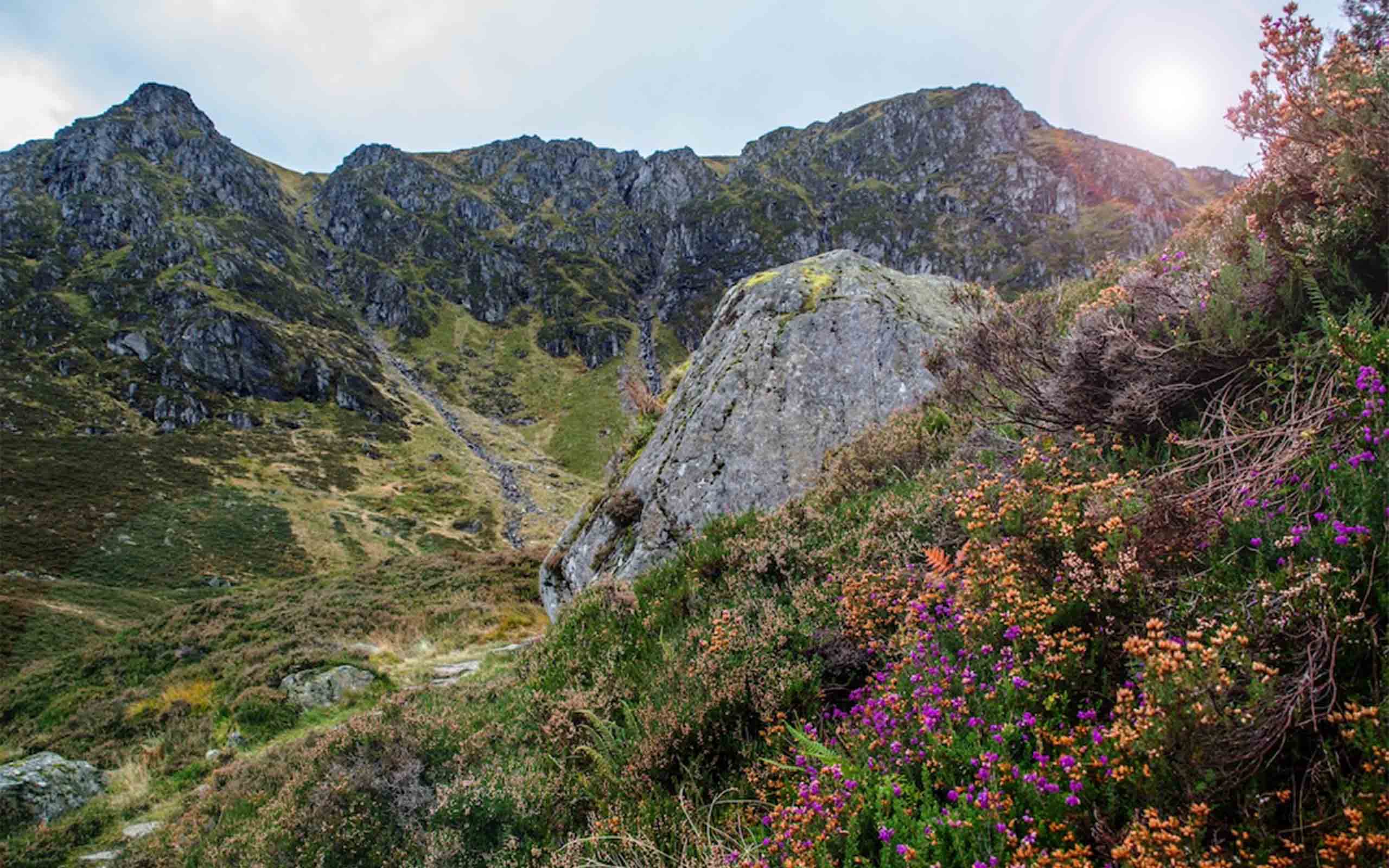 Corrie Fee
